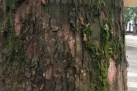 重阳木锦斑蛾幼虫在南昌多处暴发 有刺可致人过敏图片