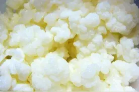 雪莲菌的培养方法图片