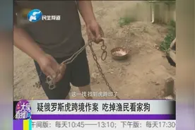 疑俄罗斯虎跨国作案 吃掉渔民看家狗视频封面