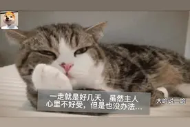 主人出差三天，忘了给猫咪准备猫粮，回家后发现猫咪抱着碗……视频封面