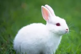 如果兔子拼命奔跑，乌龟该怎么办？非常值得一看！图片