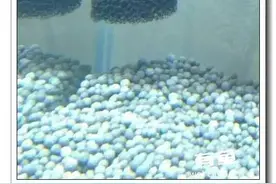 社区精华 怎么让滤桶不吸小虾图片