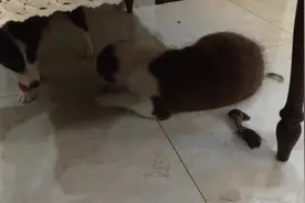 专宠弟弟们的大边牧，没有吃的没有玩具，只能在主人那里寻求安慰图片