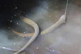 原始森林里边钓电鳗，一次钓上两条，真牛图片