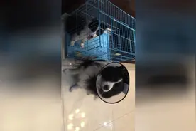 懂事的大边牧，知道主人为他上药乖乖配合，求主人想要把头套拿下图片