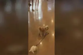 大狗拉小狗！萌死不偿命！图片