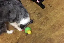 边牧不喜欢有人动他玩具，对着小奶汪大吼，快把小奶狗给吓傻了图片