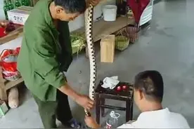 用五步蛇泡酒，结果被咬了好毒啊！图片