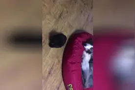 小奶狗不知好歹挑衅大边牧，大汪一脸无奈，熊孩子真烦人图片