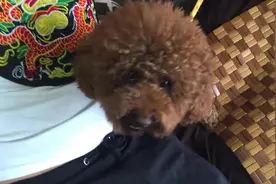 萌泰迪“忘恩负义”，对着女主人龇牙咧嘴，这下好了被处罚了吧图片