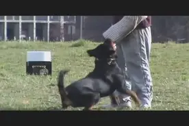 实拍罗威纳犬训练过程，这狗服从性真好，既勇猛又护主，太赞了！图片