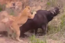 非洲野牛大战狮群，小狮子腹部不幸被水牛角刺穿图片