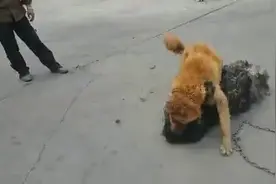 孝义大黄PK藏獒（藏獒比大黄重35斤）视频封面