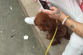 男主人打游戏，小萌犬忠诚守护，女主人别拉了，等这一局打完就走图片