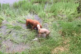 小样儿还敢在水里挑衅我，信不信我干翻你，让你在水里起不来啊图片