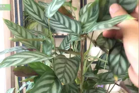 飞羽竹芋夏季养护技巧，竹芋叶子晒伤干枯养护办法视频封面