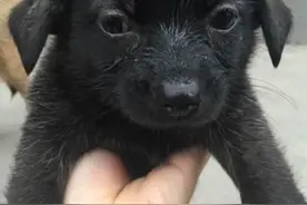 主人要卖掉狗宝宝的时候，狗妈的做法竟这么做，心都碎了图片