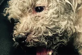 一只下颚骨粉碎的小狗，意志力顽强到麻药无效！图片