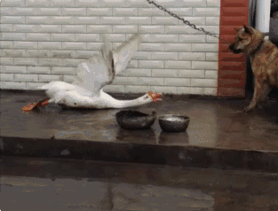 萌宠趣事第451：大鹅的攻击力也是real强！图片