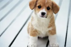 狗狗到了一定年龄就会换牙，这时候有什么需要注意的事情吗？图片