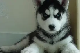 让哈士奇学会作揖，主人这样训练就可看到让你开心的成果了图片