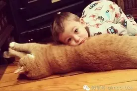 被弃养一次的大橘猫，如今却变成小男孩最好的朋友！图片