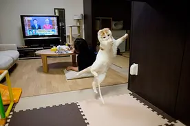 喵星人不愧是灵魂舞者，真让人大开眼界图片