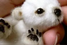 这些刚出生的小萌宠，你能认出它们是谁么？图片