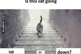 猫是上楼还是下楼？网友闹翻了！图片
