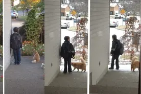 不管天气多冷，橘猫每天都陪小主人等校车，这才是好兄弟！图片