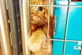 为了领养一只橘猫，这对夫妇竟然开了四天的车，走了5600公里图片