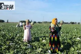 哈密瓜首次乘专机到郑州，田间到舌尖只需7小时图片