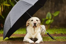 ​最美的不过下雨天，盘点狗狗在下雨天的那些可爱的画面！图片
