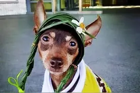 “萌狗小皮”一言不合你就卖萌，还成了网红!图片