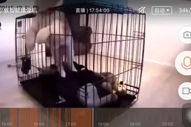男子监控里看见二哈头被卡死，等他赶回家，接下来的一幕让他无语图片
