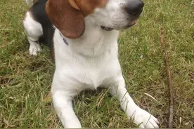 超惊讶！漫画史努比的原型竟然是它？！图片