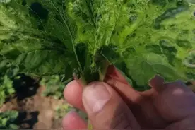 新疆瓜类病虫害发生情况及防治建议图片