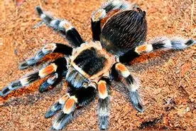 另类宠物第2弹——红膝捕鸟蛛图片