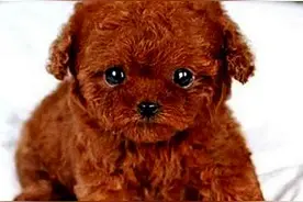 想要买狗的你注意了，挑选泰迪幼犬的三个注意事项图片