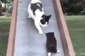 蠢萌的小奶猫宝宝爬滑梯，猫妈的心都操碎了图片
