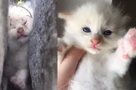 2周大幼猫惨夹岩壁隙缝中长达48小时，又怎样让小猫重见天日？图片