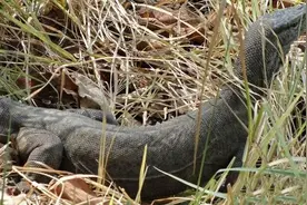 蜥蜴捕食再厉害，都没能逃得过对美食一口吞的生物图片