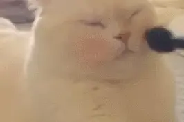 猫咪居然乖乖让主人给它化妆，这是要出去约会吗图片