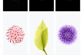 一招学会用手机软件做出主题突出的摄影作品！图片