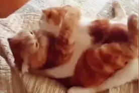 逆天，这只猫的吻技看的我都羞涩了~单身狗看了会哭！图片