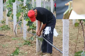 7.8猕猴桃果园日志之嫁接徐香，果实套袋图片