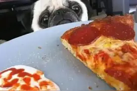 对于狗狗来说，唯有主人和美食是不可辜负的，这才是真爱！图片