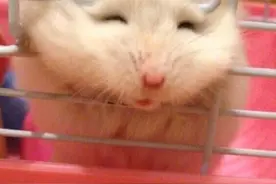 家里的仓鼠试图逃走，结果脑袋被挤成了这样图片