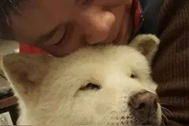 主人出国前把狗送人，14年后重逢场景让人泪崩图片