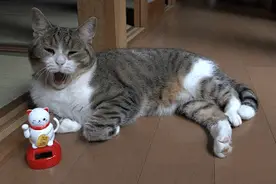 这是个恐怖故事：喵星人被招财猫附体，成功被招财猫之灵控制！图片